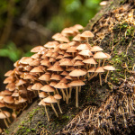 http://unevensidewalks.com/wp-content/uploads/2014/09/20/Mushroom Colony.jpg